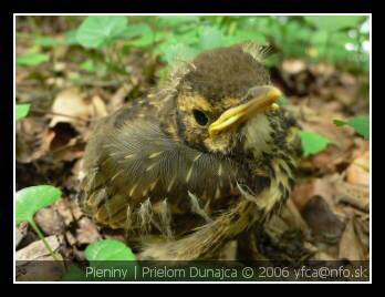 Pieniny | Prielom Dunajca