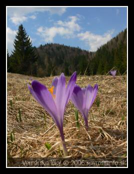 Slovakia | Spišsko-gemerský kras | Vernárske lúky - Krokus